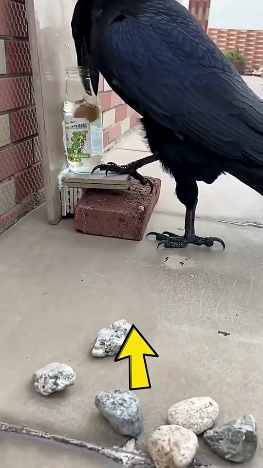 Post 8 by LaughCG on TikTok (video)