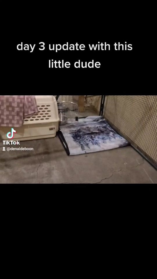 Post 9 by sunset and sunrise rescue 🇨🇦 on TikTok (video)
