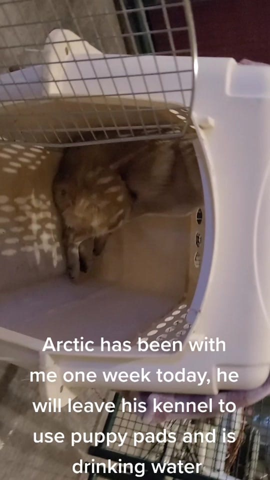 Post 8 by sunset and sunrise rescue 🇨🇦 on TikTok (video)