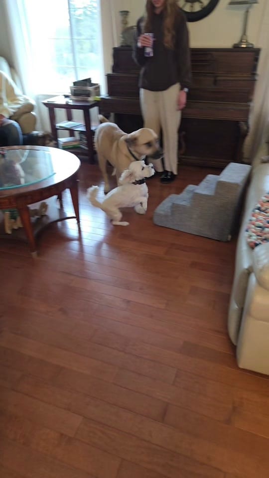 Post 2 by sunset and sunrise rescue 🇨🇦 on TikTok (video)