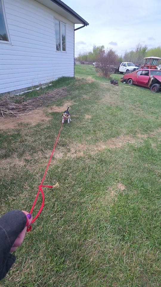 Post 3 by sunset and sunrise rescue 🇨🇦 on TikTok (video)