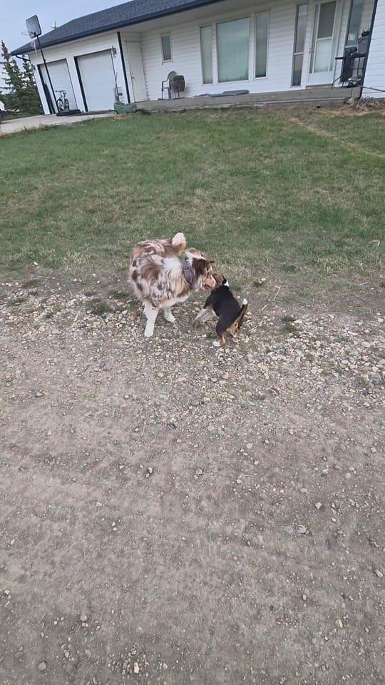 Post 5 by sunset and sunrise rescue 🇨🇦 on TikTok (video)