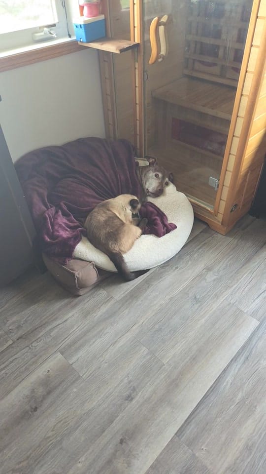 Post 6 by sunset and sunrise rescue 🇨🇦 on TikTok (video)