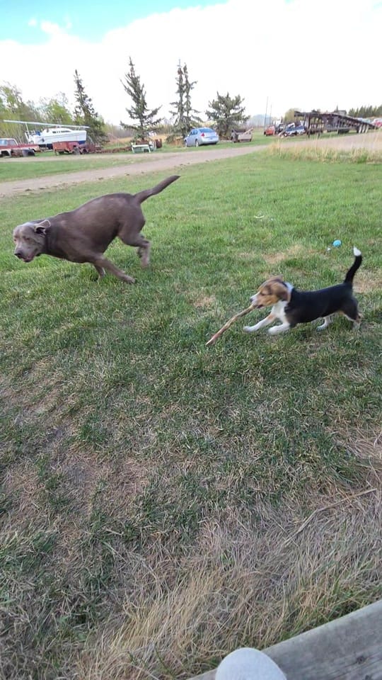 Post 1 by sunset and sunrise rescue 🇨🇦 on TikTok (video)