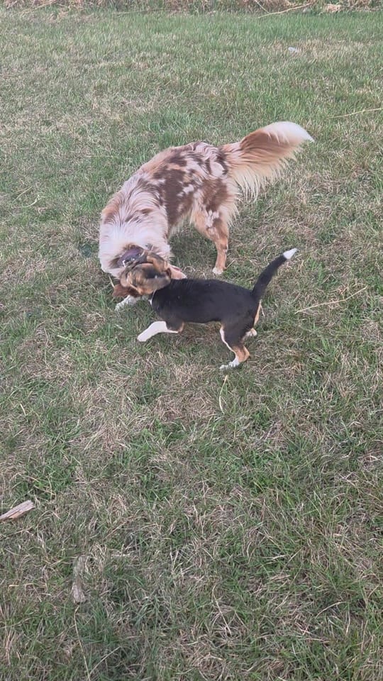 Post 4 by sunset and sunrise rescue 🇨🇦 on TikTok (video)