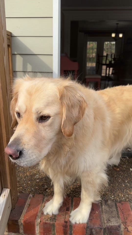 Post 10 by ryan_and_rocco on TikTok (video)