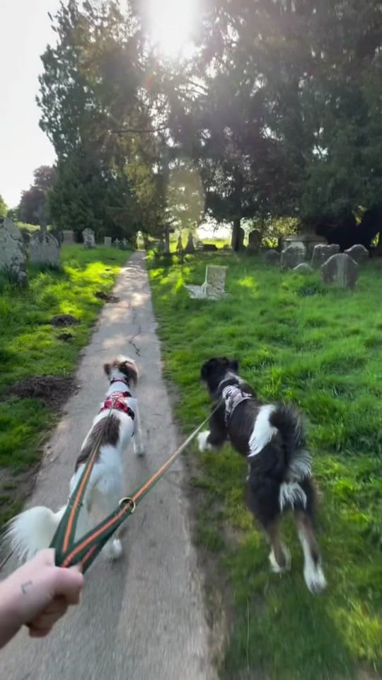 Post 3 by Bugalugs Pet Care on TikTok (video)