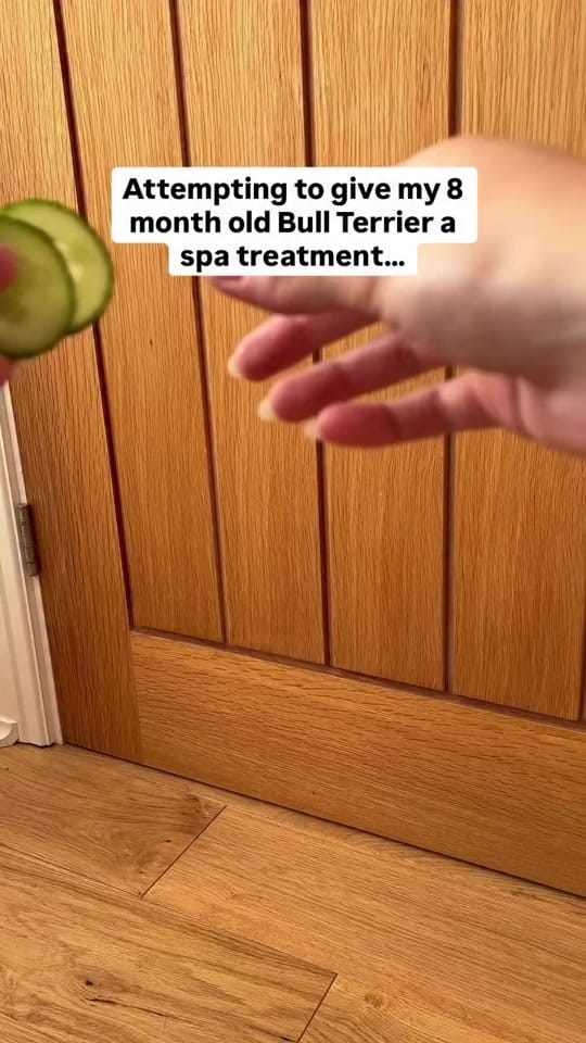 Post 6 by Bugalugs Pet Care on TikTok (video)