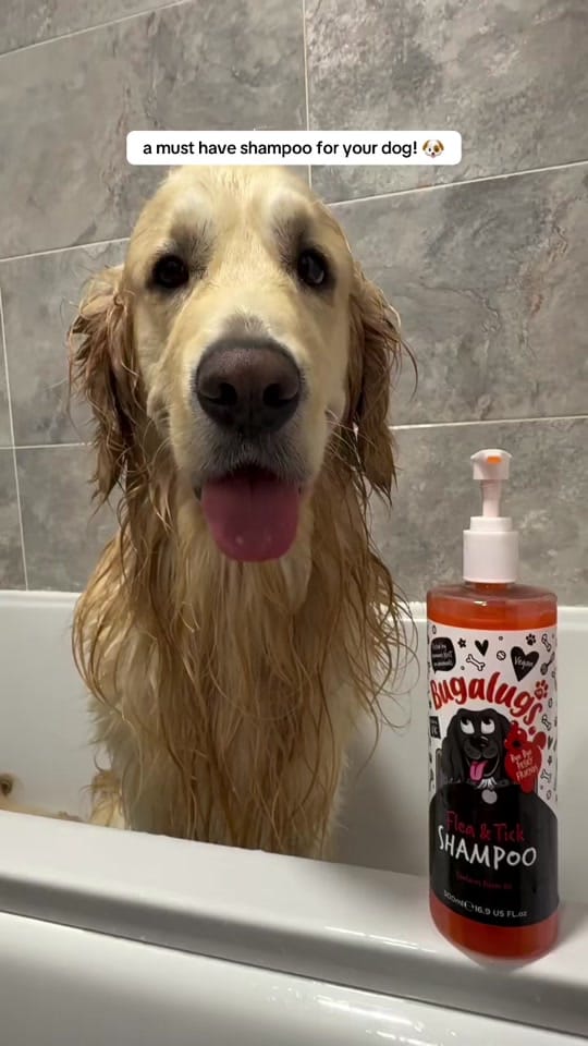 Post 8 by Bugalugs Pet Care on TikTok (video)