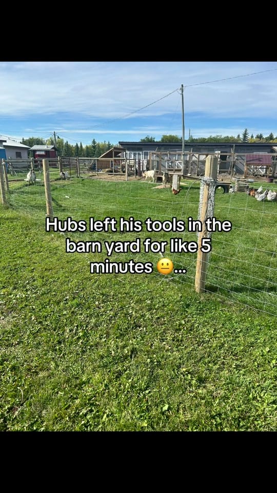 Post 8 by Ccfarmerlife 🇨🇦 on TikTok (video)