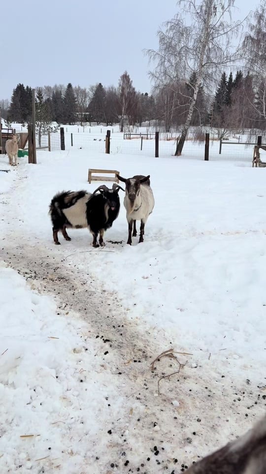 Post 7 by Ccfarmerlife 🇨🇦 on TikTok (video)