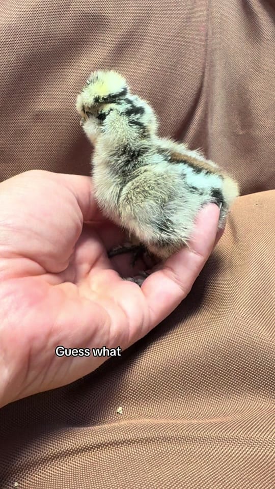 Post 1 by Ccfarmerlife 🇨🇦 on TikTok (video)