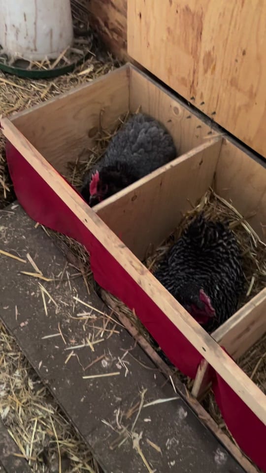 Post 4 by Ccfarmerlife 🇨🇦 on TikTok (video)