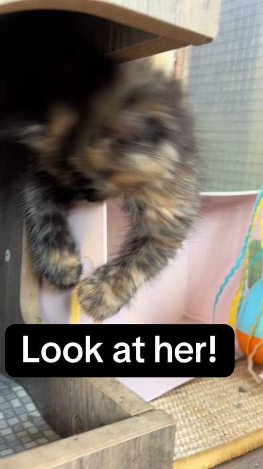 Post 6 by krazykatskittens on TikTok (video)