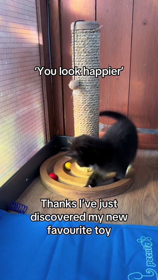 Post 7 by krazykatskittens on TikTok (video)