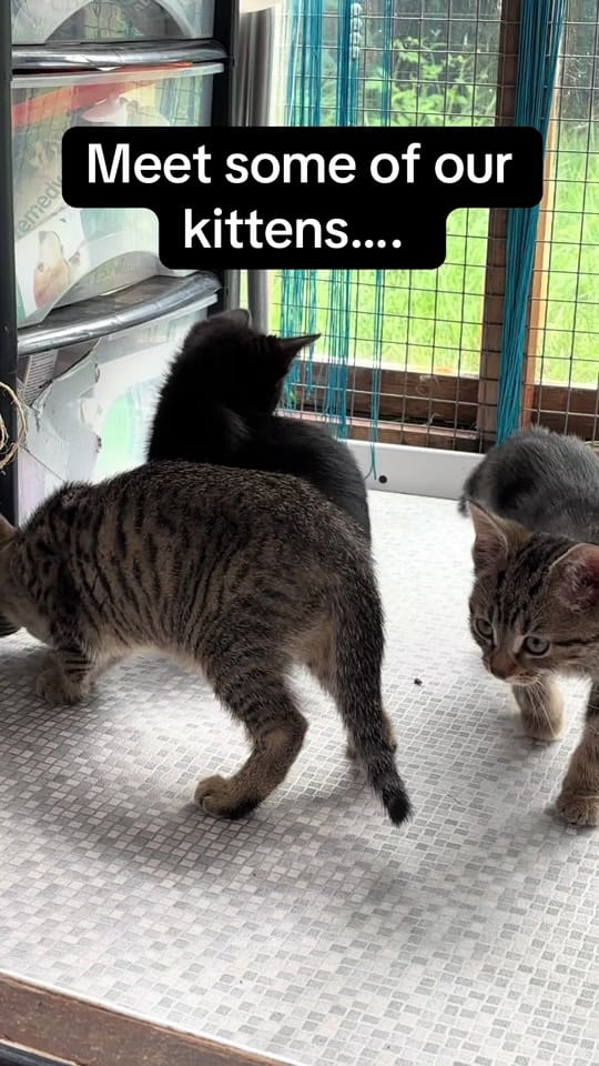 Post 10 by krazykatskittens on TikTok (video)