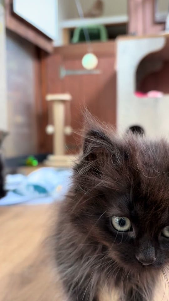 Post 3 by krazykatskittens on TikTok (video)