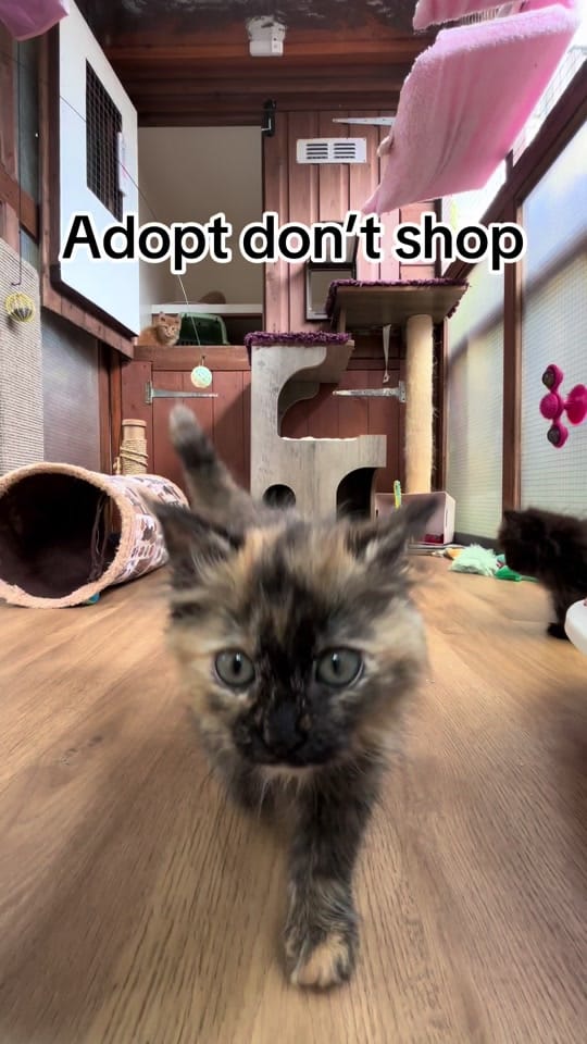 Post 4 by krazykatskittens on TikTok (video)