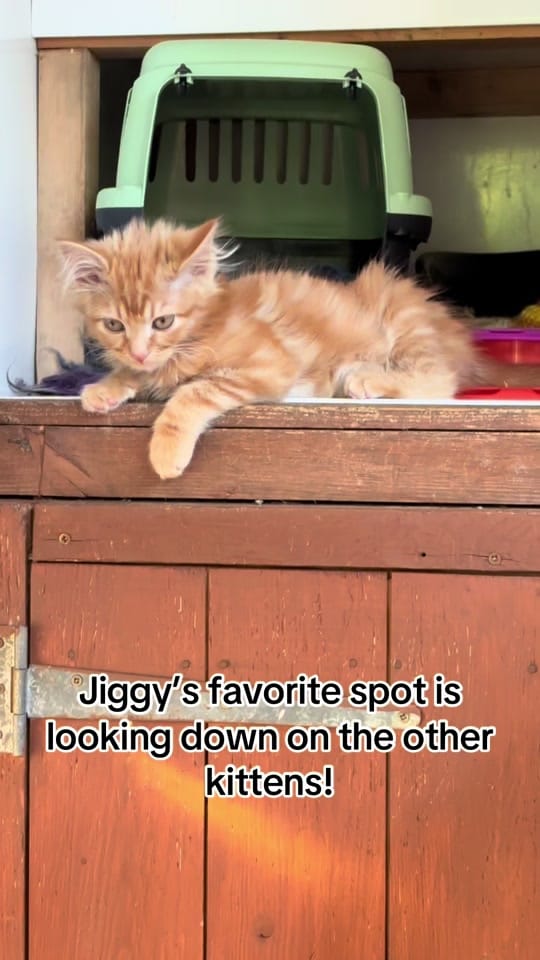 Post 5 by krazykatskittens on TikTok (video)