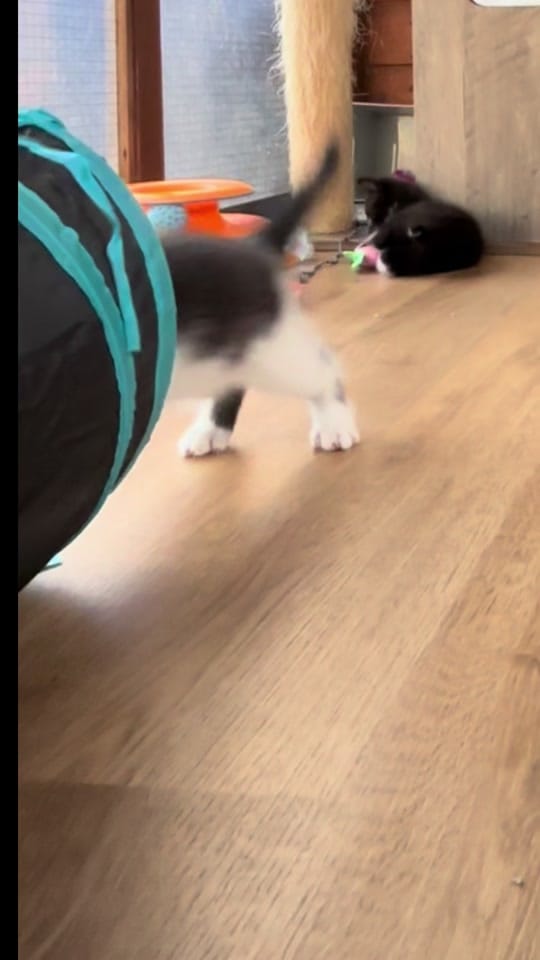 Post 2 by krazykatskittens on TikTok (video)