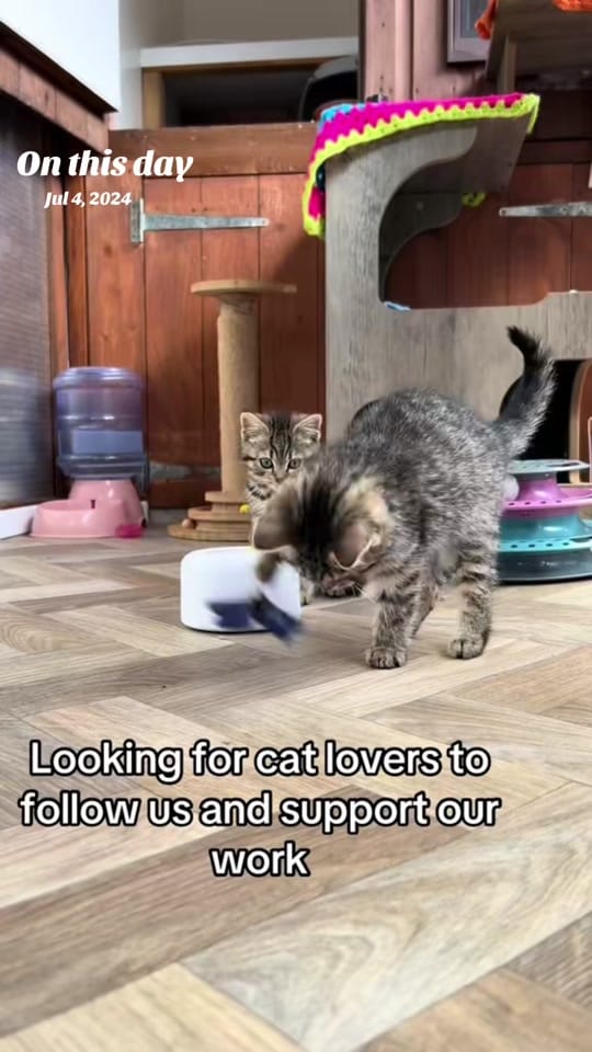 Post 8 by krazykatskittens on TikTok (video)