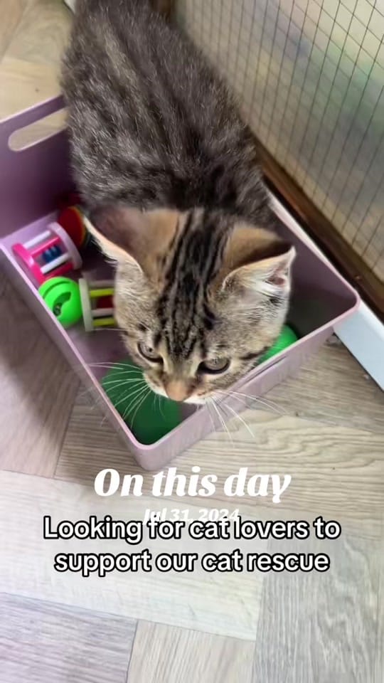 Post 1 by krazykatskittens on TikTok (video)