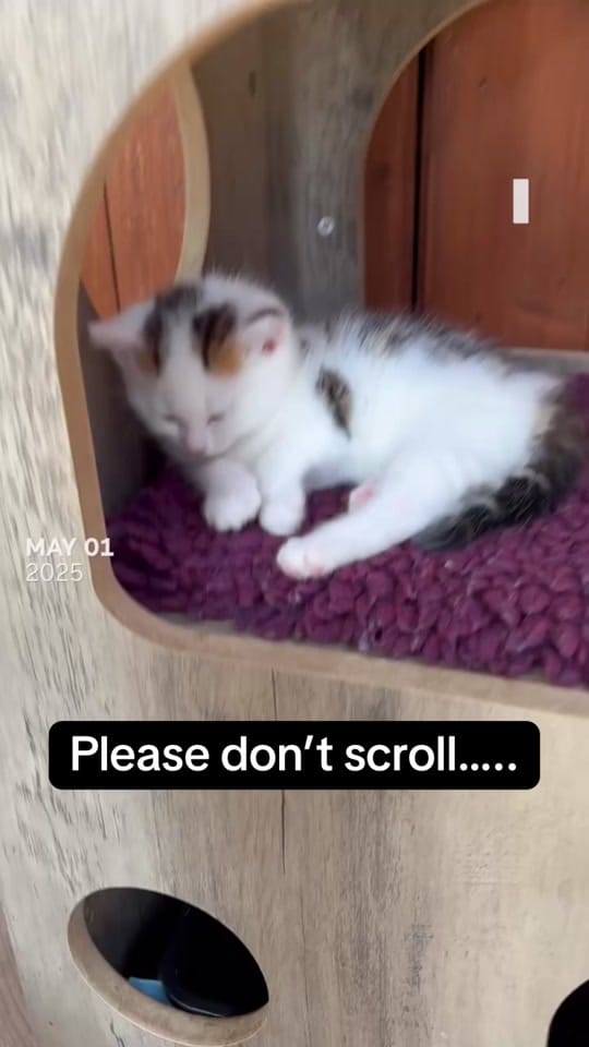 Post 9 by krazykatskittens on TikTok (video)