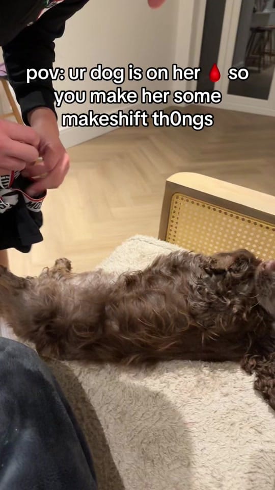 Post 1 by hairyhounds_giltbrook on TikTok (video)