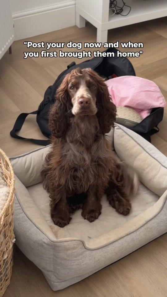 Post 4 by hairyhounds_giltbrook on TikTok (video)