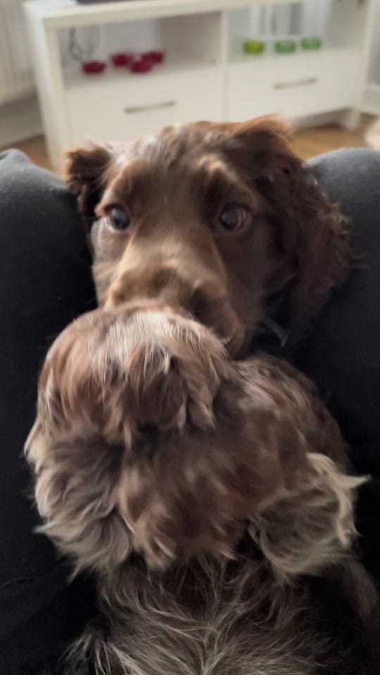 Post 5 by hairyhounds_giltbrook on TikTok (video)