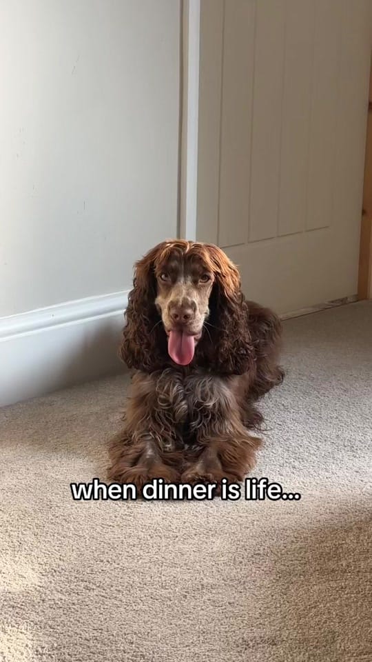 Post 6 by hairyhounds_giltbrook on TikTok (video)