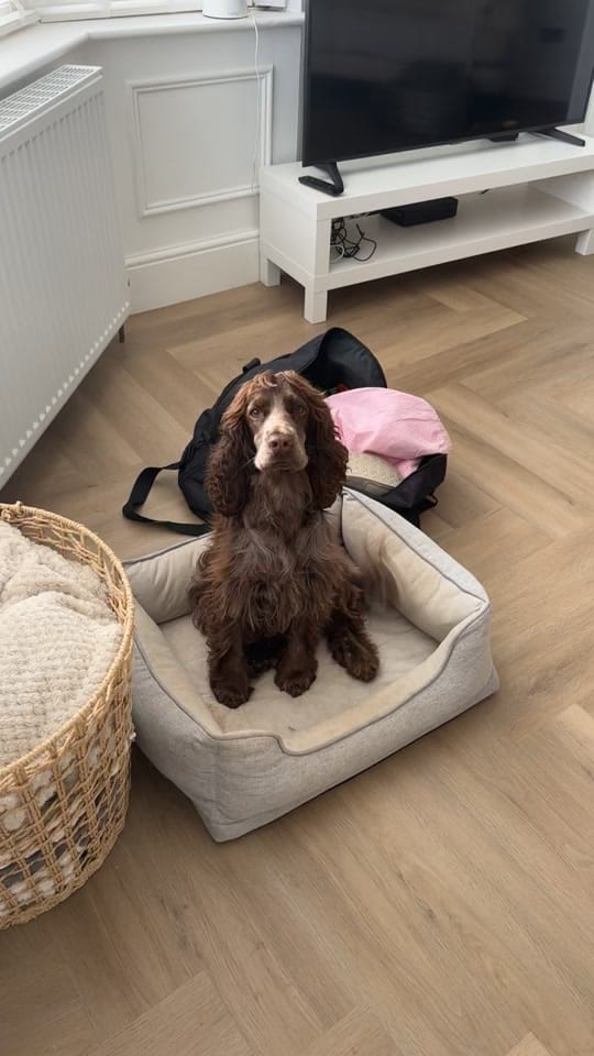 Post 7 by hairyhounds_giltbrook on TikTok (video)