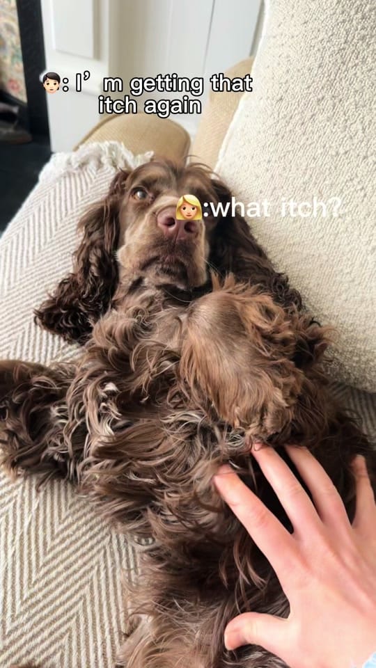 Post 3 by hairyhounds_giltbrook on TikTok (video)