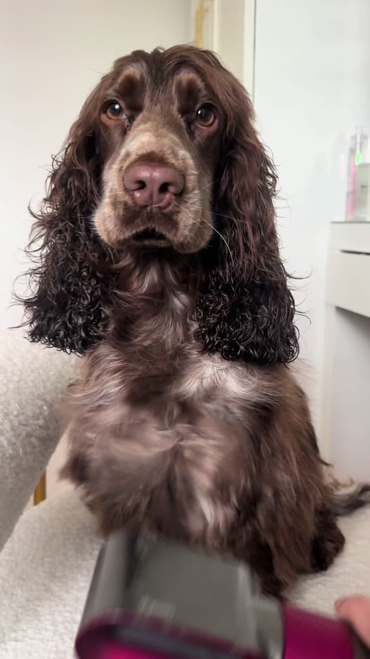 Post 9 by hairyhounds_giltbrook on TikTok (video)
