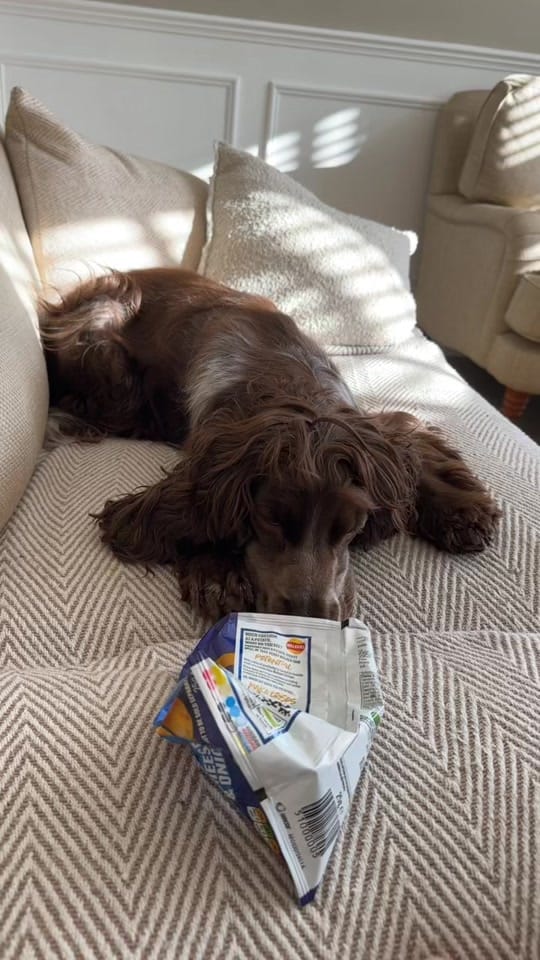 Post 10 by hairyhounds_giltbrook on TikTok (video)