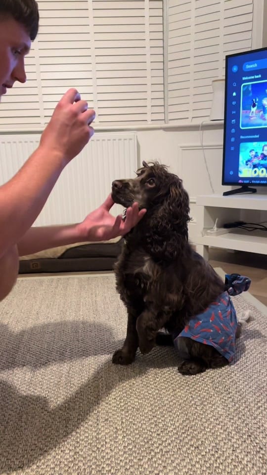 Post 2 by hairyhounds_giltbrook on TikTok (video)