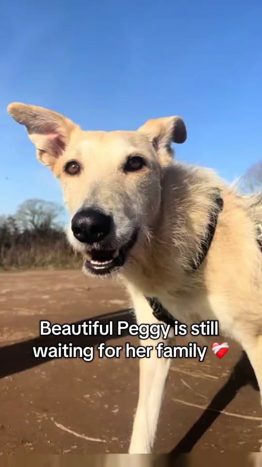 Post 2 by Love Underdogs on TikTok (video)
