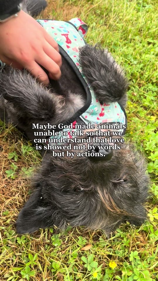 Post 10 by Love Underdogs on TikTok (video)