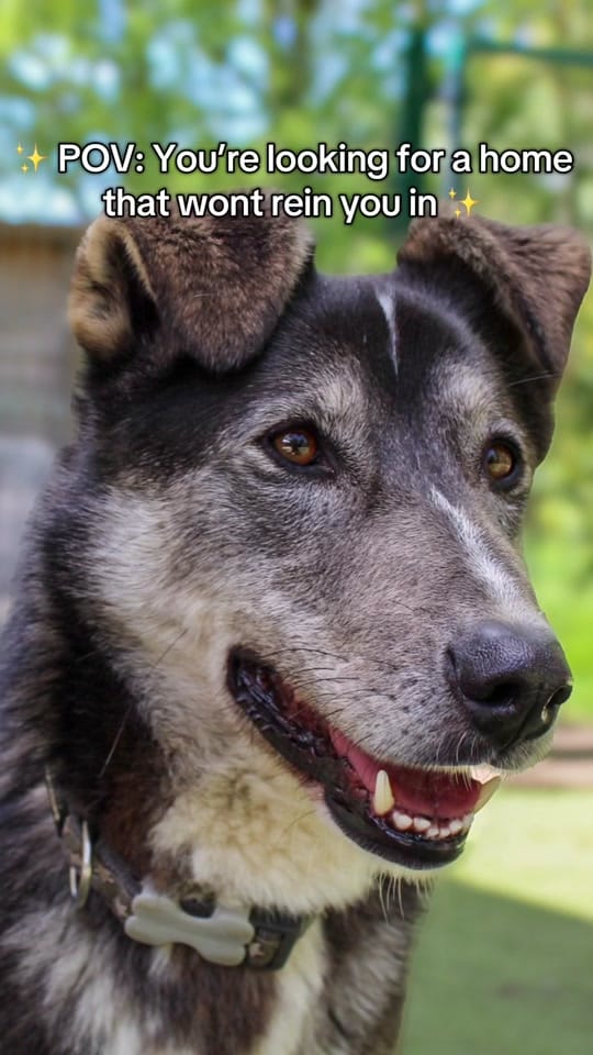 Post 3 by Love Underdogs on TikTok (video)