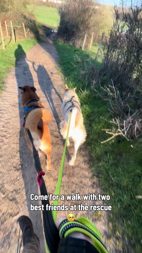 Post 9 by Love Underdogs on TikTok (video)