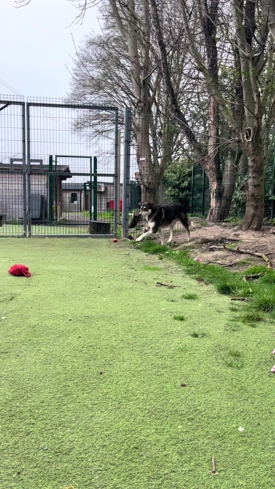 Post 7 by Love Underdogs on TikTok (video)