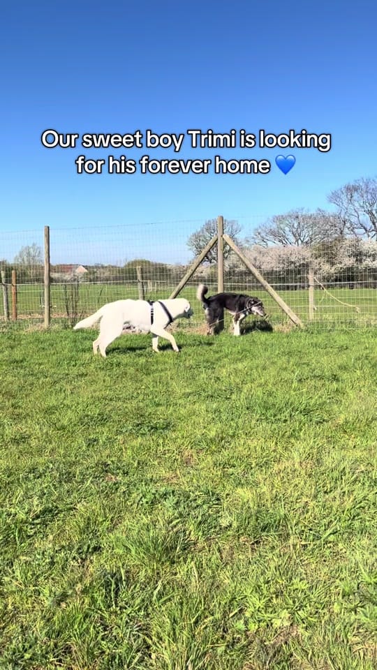 Post 6 by Love Underdogs on TikTok (video)