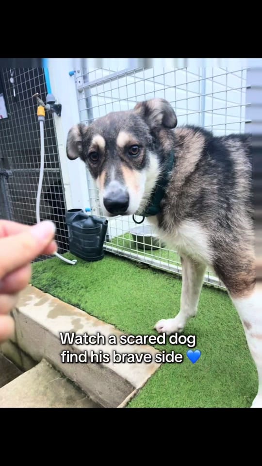 Post 8 by Love Underdogs on TikTok (video)