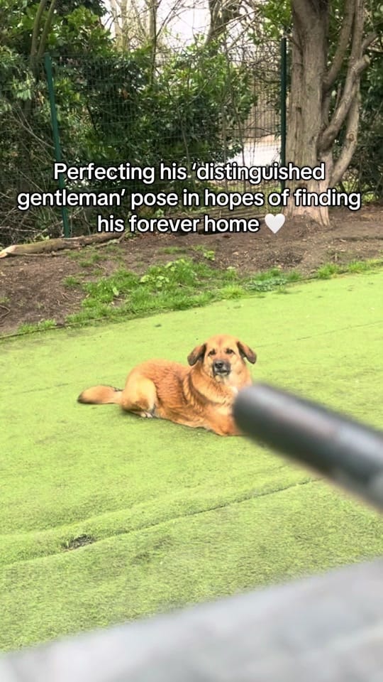Post 5 by Love Underdogs on TikTok (video)