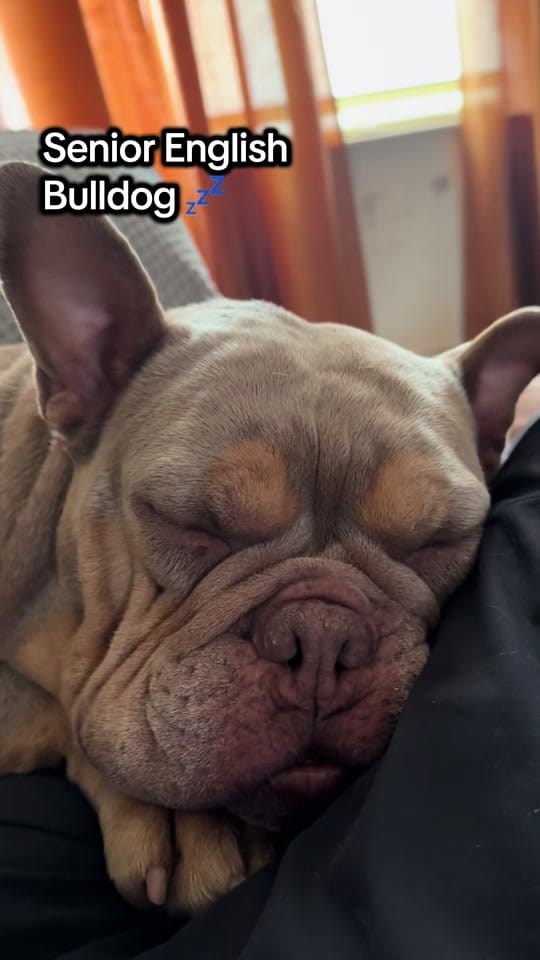 Post 8 by 2_bullys_and_a_mally on TikTok (video)