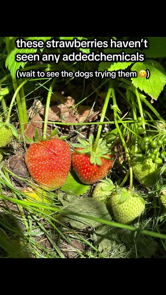 Post 4 by 2_bullys_and_a_mally on TikTok (video)