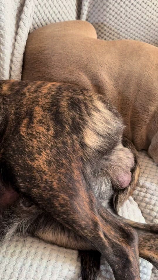 Post 3 by 2_bullys_and_a_mally on TikTok (video)