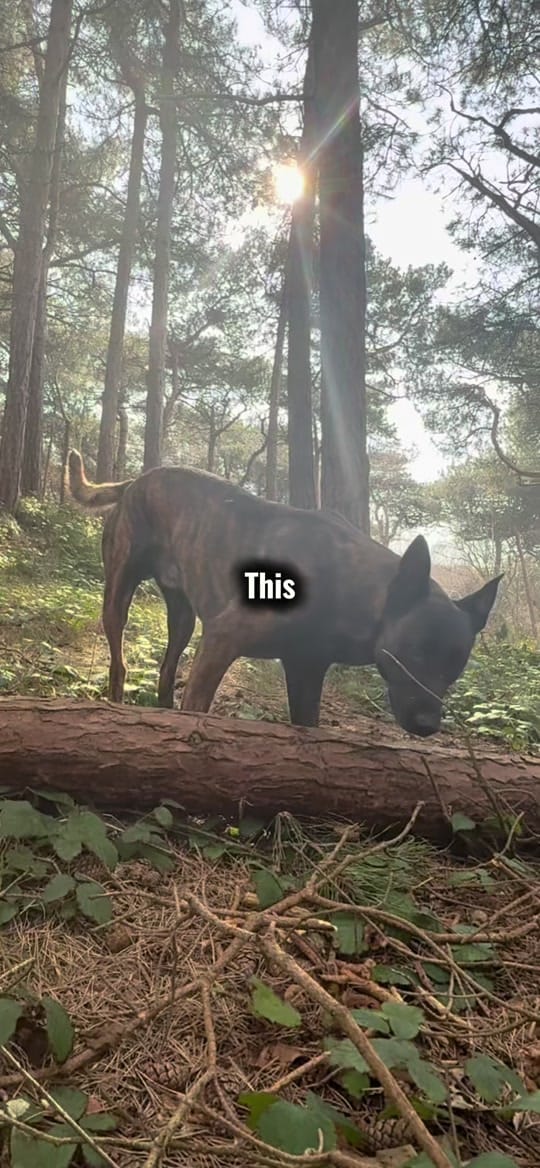 Post 10 by 2_bullys_and_a_mally on TikTok (video)