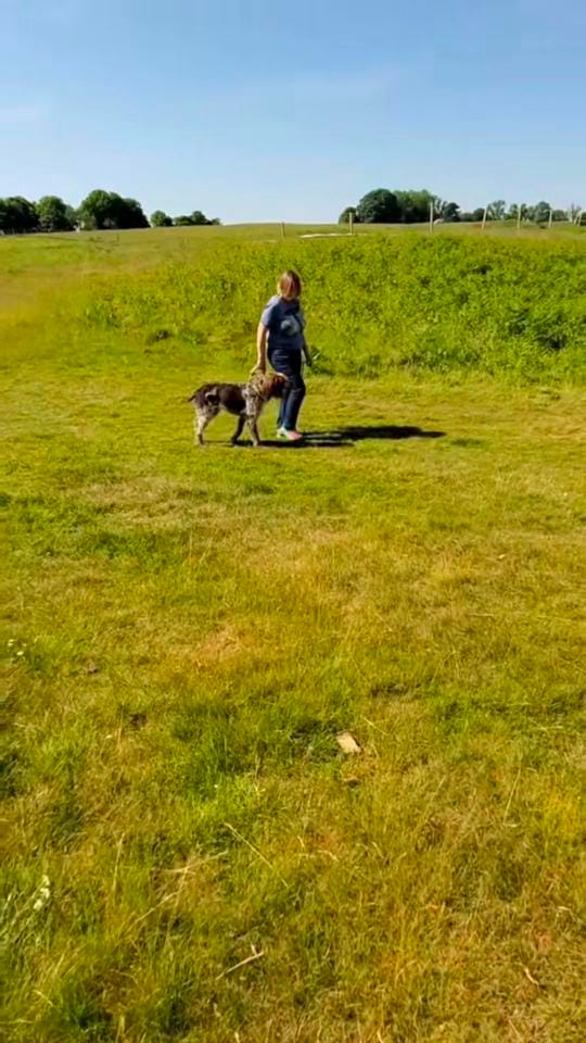 Post 3 by K9 Fife Dog Training on TikTok (video)