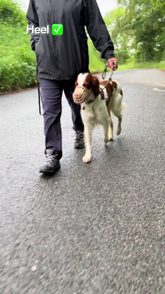 Post 1 by K9 Fife Dog Training on TikTok (video)